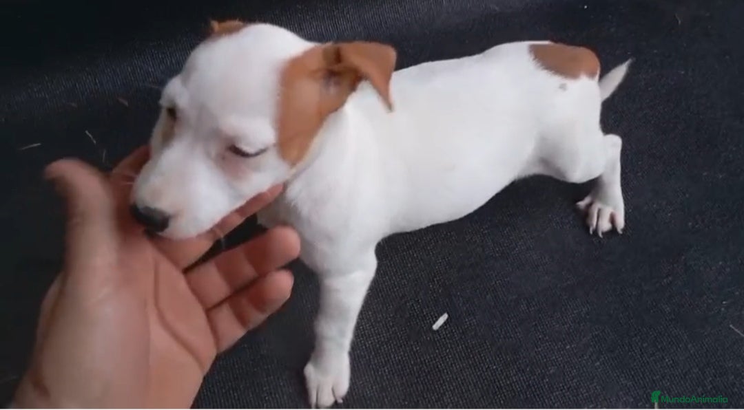 Jack Russell Terrier perros en venta: Camada de Jack Russell Terrier 450€ - Imagen 4