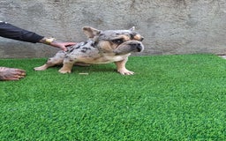 Bulldog Francés perros para monta: PRECIOSO BULLDOG FRANCES MERLE - Imagen 3