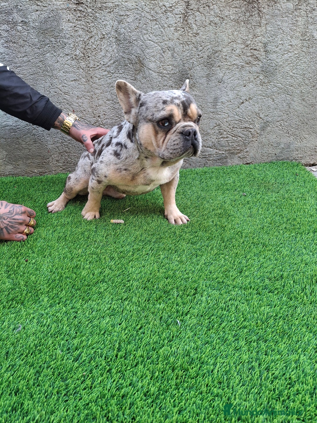 Bulldog Francés perros para monta: PRECIOSO BULLDOG FRANCES MERLE - Imagen 3