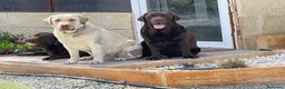 Labrador Retriever perros en venta: cachorros de labrador retriever  - Anuncio 4