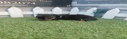 Chihuahua perros en venta: CHIHUAHUA - Anuncio 1