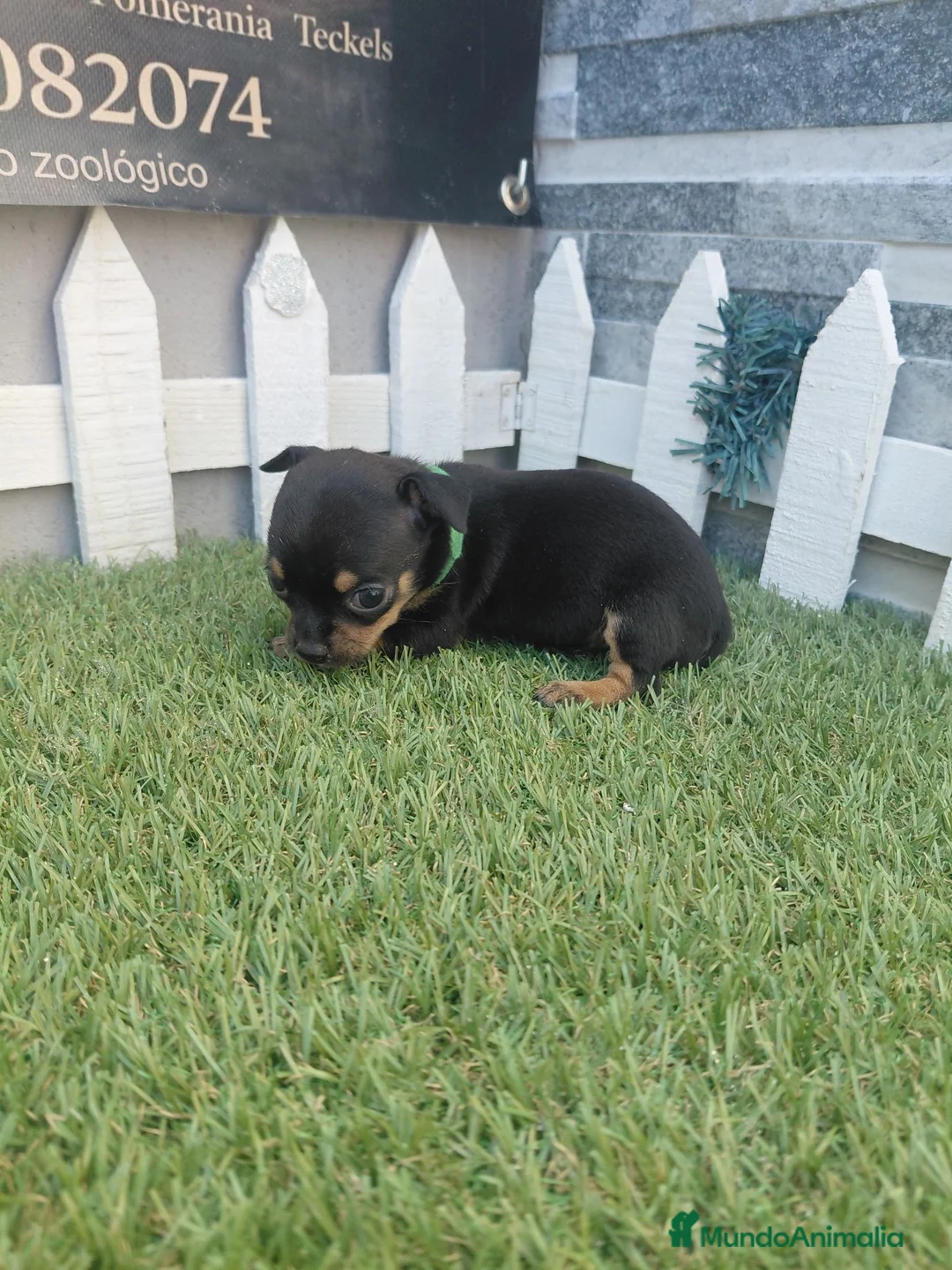 Chihuahua perros en venta: CHIHUAHUA - Anuncio 1