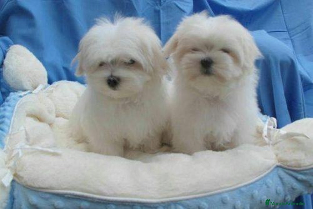 Bichón Maltés perros en venta: Dulce cachorrito de Bichón Maltés - Imagen 3