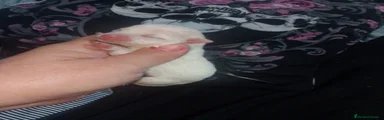 Pomchi Cachorro 5