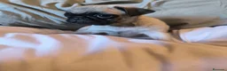 Carlino - Pug perros en venta: Cachorros de carlino pug  - Anuncio 6