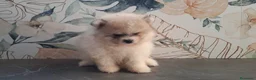 Pomerania perros en venta: Pomerania cara de Oso - Anuncio 4