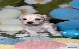 Maltipoo perros en venta: Maltipoo Mini Toy en Madrid - Imagen 2