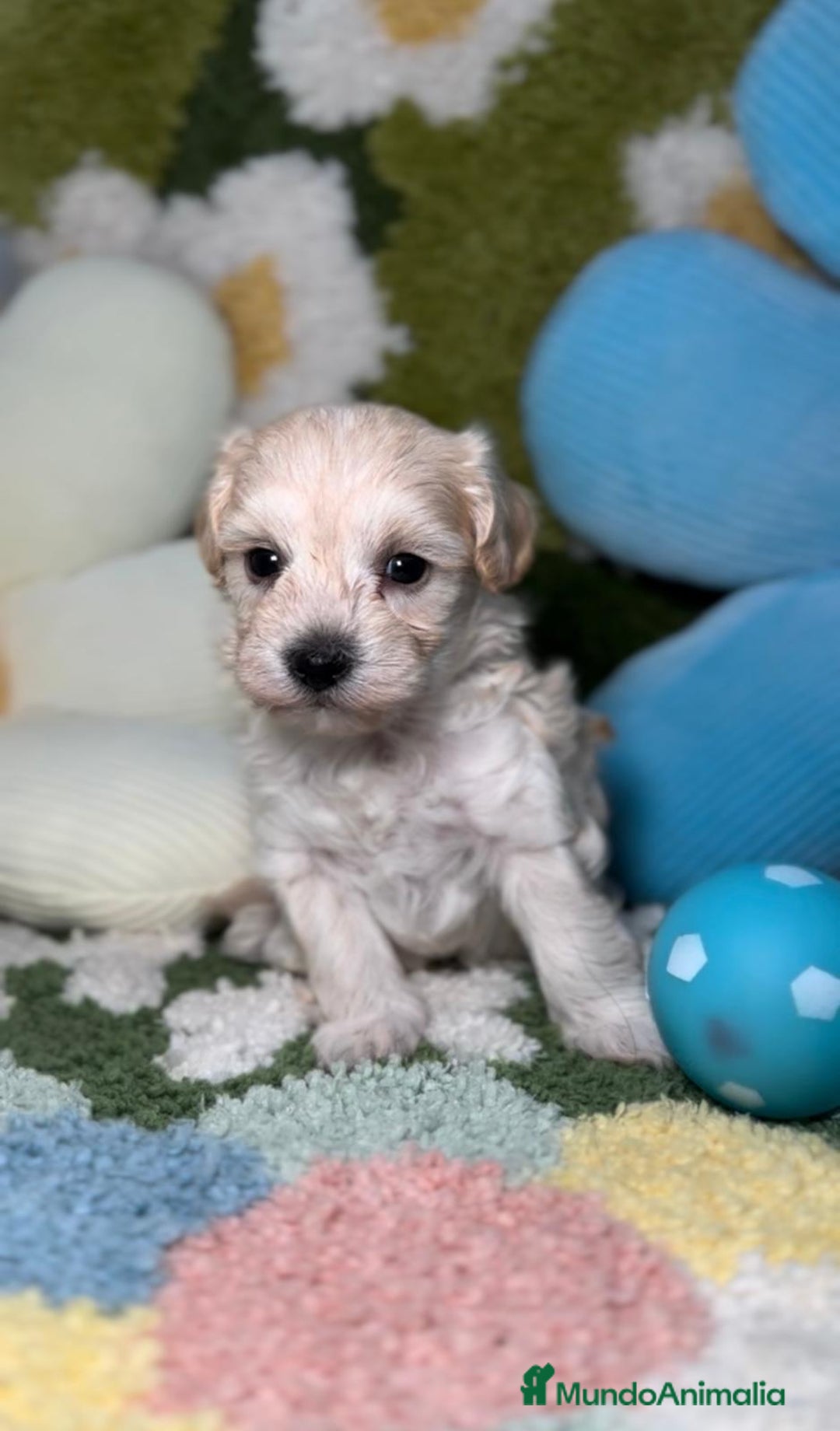 Maltipoo perros en venta: Maltipoo Mini Toy en Madrid - Imagen 2