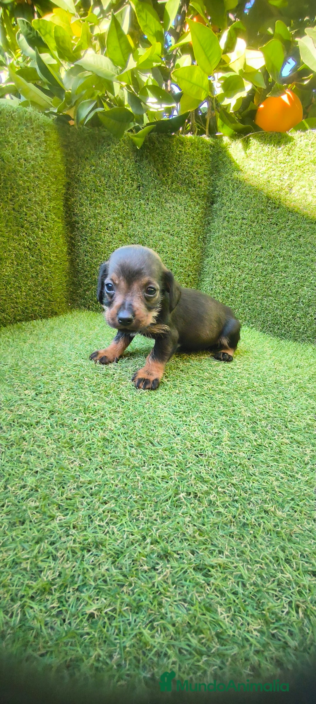 Teckel Miniatura perros en venta: camada teckel miniatura  - Anuncio 15