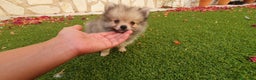 Pomerania perros en venta: Pomerania Cachorros Mini - Anuncio 4