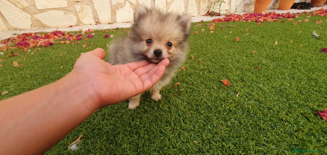 Pomerania perros en venta: Pomerania Cachorros Mini - Imagen 6