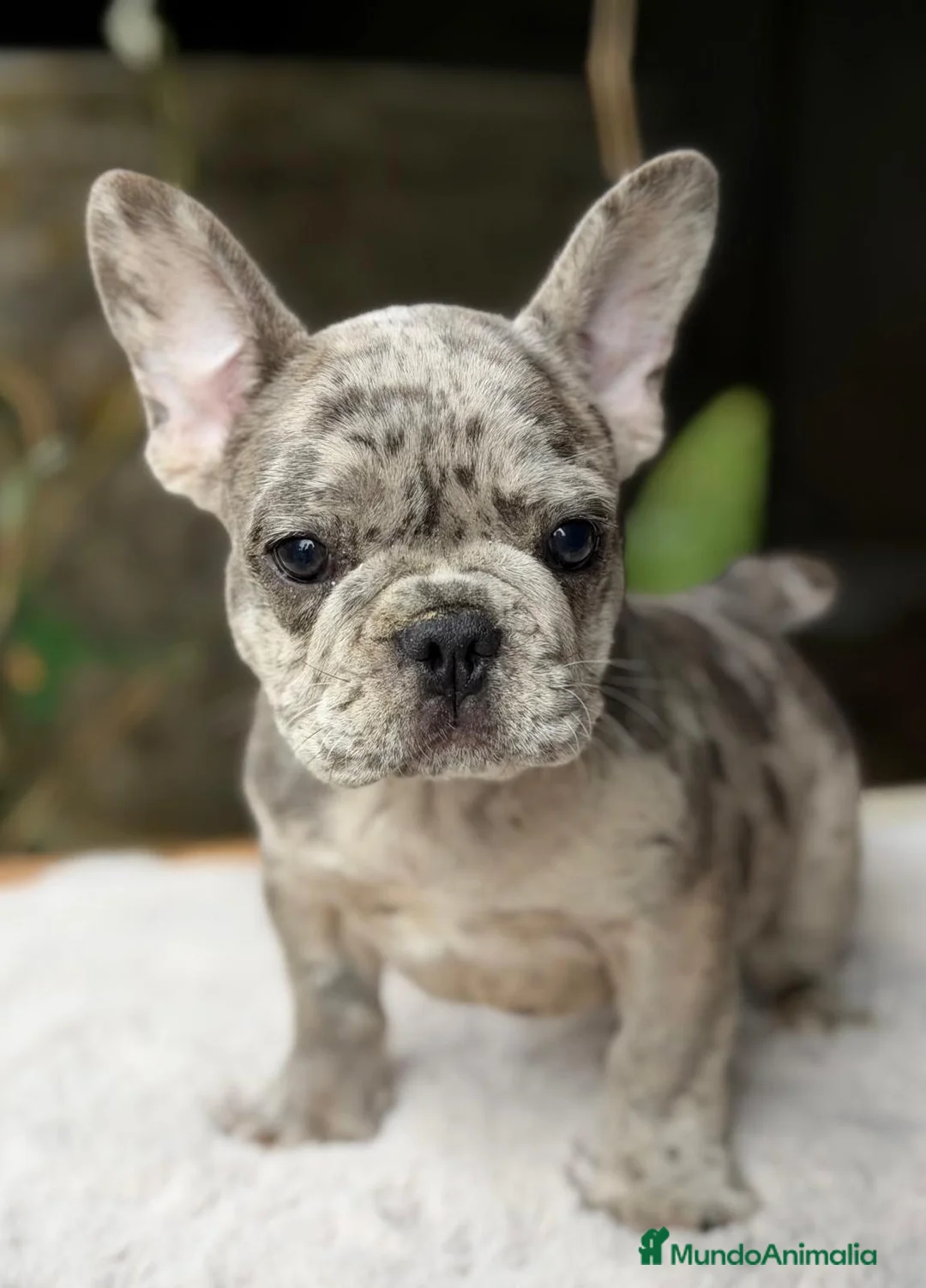 Bulldog Francés perros en venta: BULLDOG FRANCÉS MERLÉS - Anuncio 2