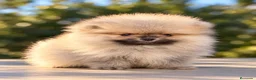 Pomerania perros en venta: Pomerania machos de líneas exclusivas y exóticas - Anuncio 11