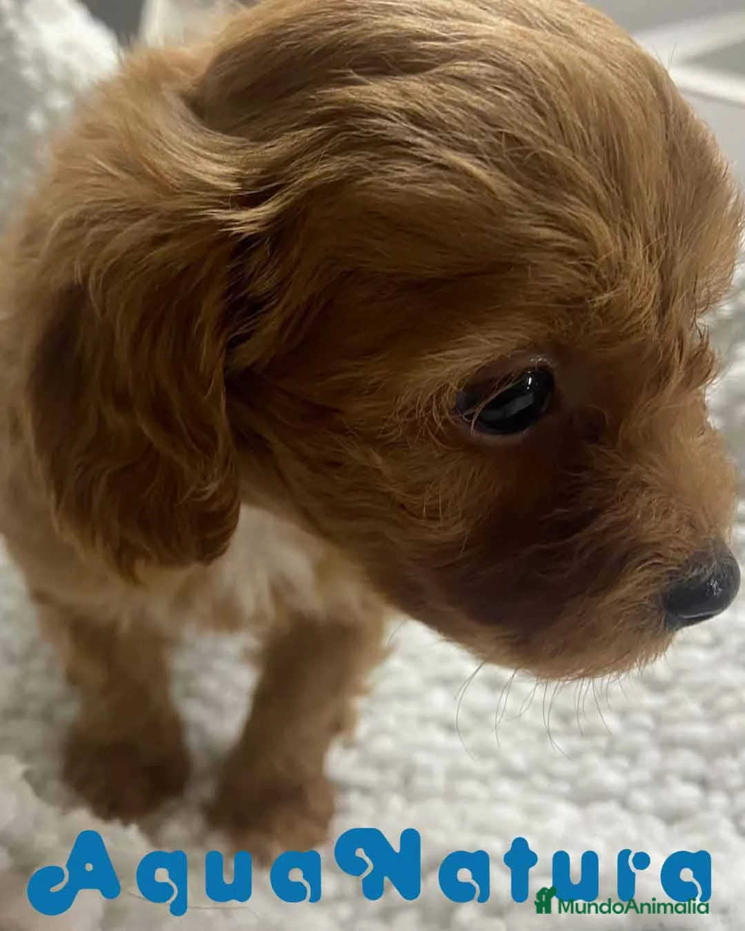 Havapoo perros en venta:  Havapoo Macho 2 de Haya y Can AQUANATURA - Anuncio 3