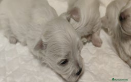 Bichón Maltés perros en venta: Bichón Maltés Toy  - Imagen 5