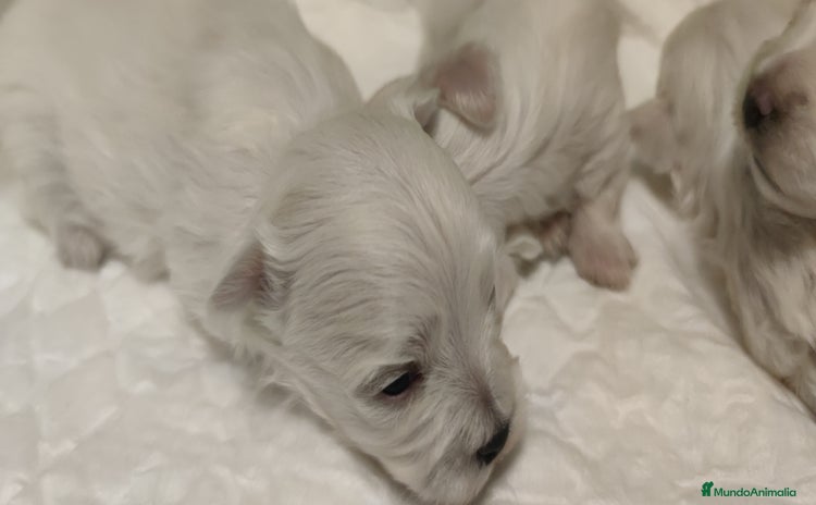 Bichón Maltés perros - Anuncio 3