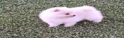 Pomerania perros en venta: Cachorro pomerania blanco - Anuncio 2