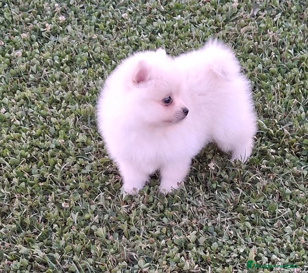 Pomerania perros en venta: Cachorro pomerania blanco - Anuncio 2