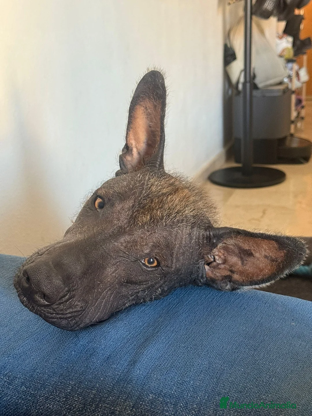 Xoloitzcuintle - Perro Sin Pelo Mexicano perros en venta: Xoloitzcuintli  - Anuncio 3