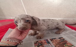 Teckel Miniatura perros en venta: CACHORROS DE TECKEL MINI  - Imagen 5