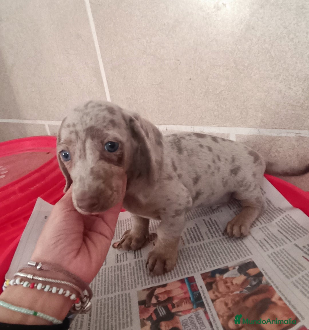 Teckel Miniatura perros en venta: CACHORROS DE TECKEL MINI  - Imagen 5