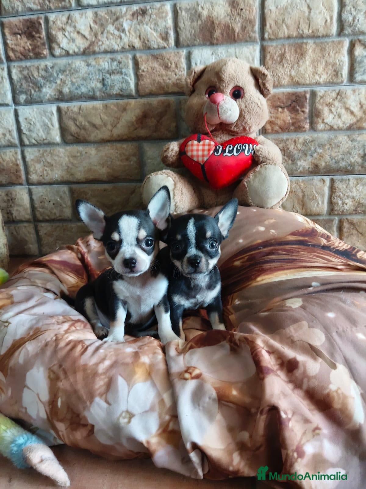 Chihuahua perros Cachorros Chihuahua  - Anuncio 1