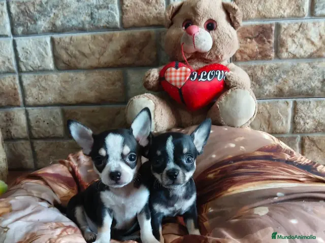 Chihuahua perros en venta: Cachorros Chihuahua - Anuncio 1