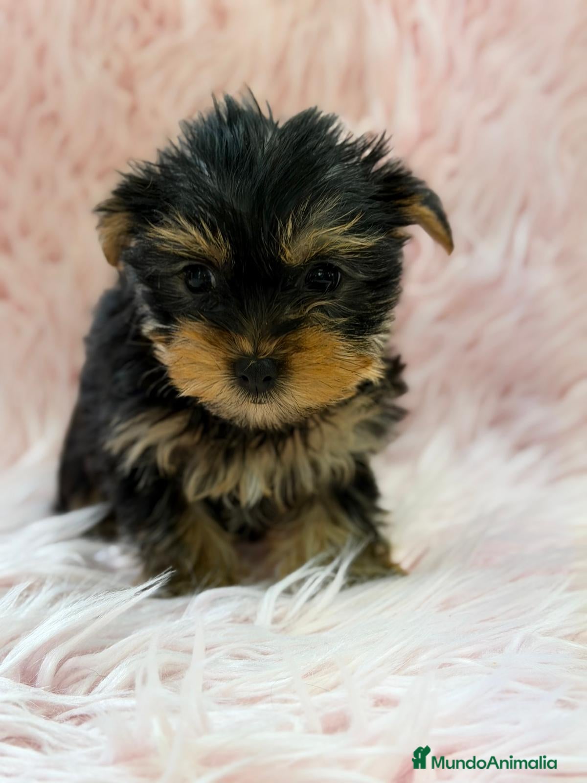 Yorkshire Terrier perros YORKSHIRE NEGRO FUEGO - Anuncio 2