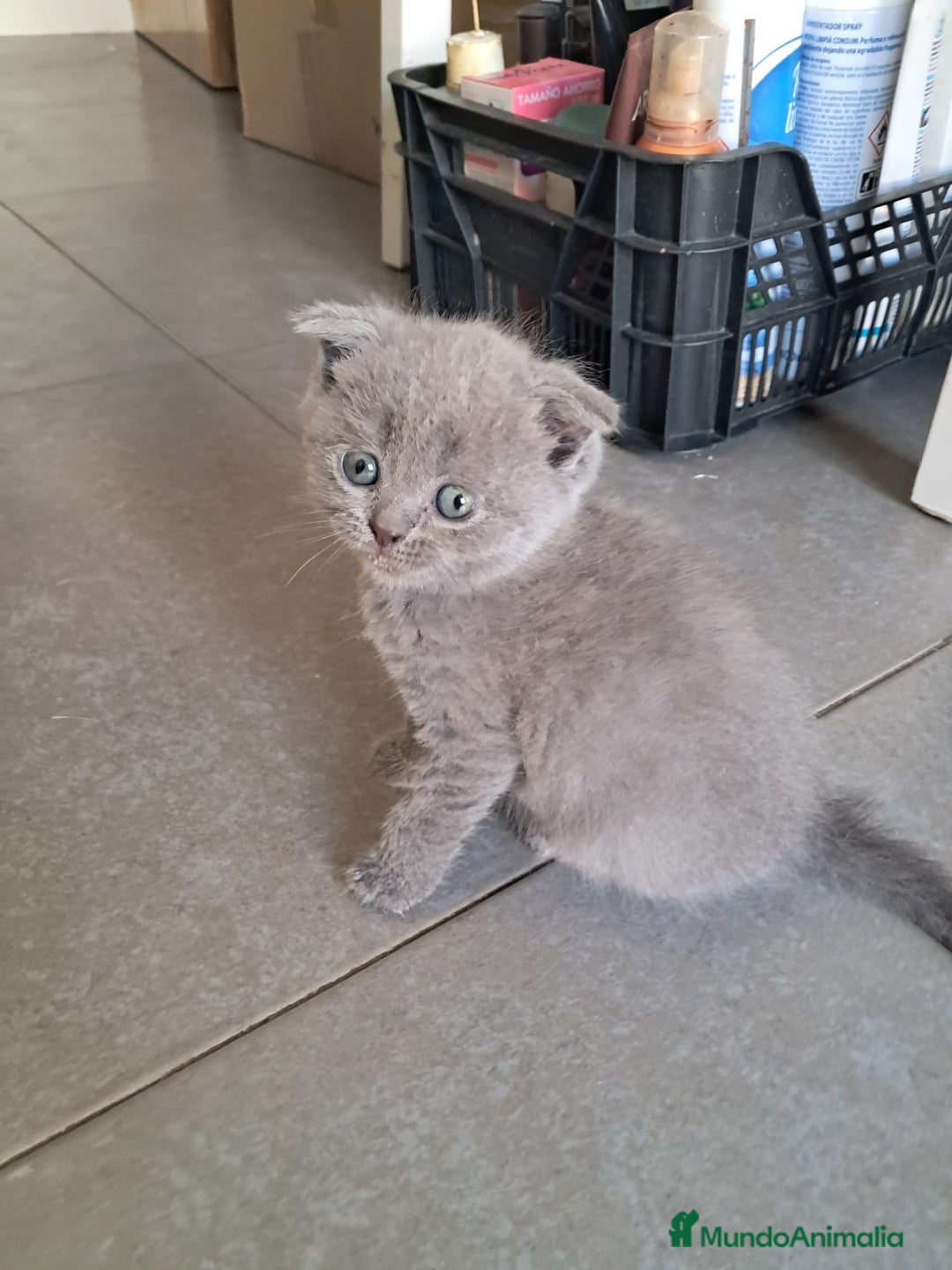 Británico de Pelo Corto gatos en venta: BRITISH PURA RAZA  - Imagen 6