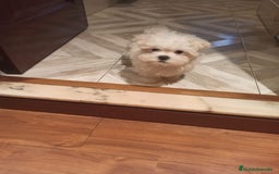 Bichón Maltés perros en venta: CACHORR@S BICHÓN MALTÉS  - Imagen 1