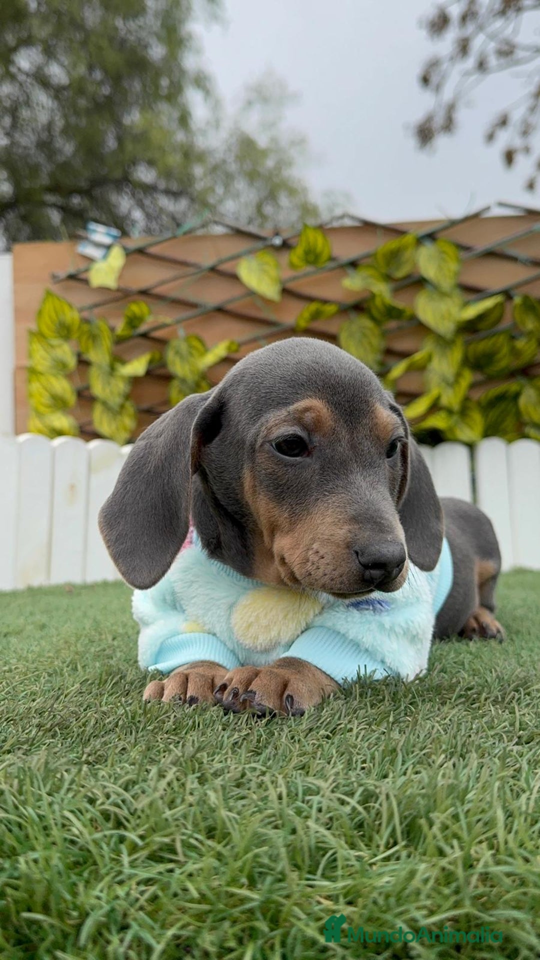 Teckel Miniatura perros en venta: TECKEL MINIATURA BLUE - Anuncio 12