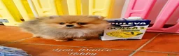 Pomerania perros en venta: Pomeranias calidad excepcional en Málaga - Anuncio 17
