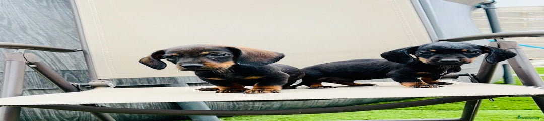 Teckel Miniatura Cachorro 2