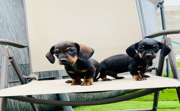 Teckel Miniatura perros - Anuncio 5