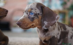 Teckel Miniatura perros en venta: 🐾 Frisco – Teckel miniatura merlé chocolate 🐾 - Imagen 2