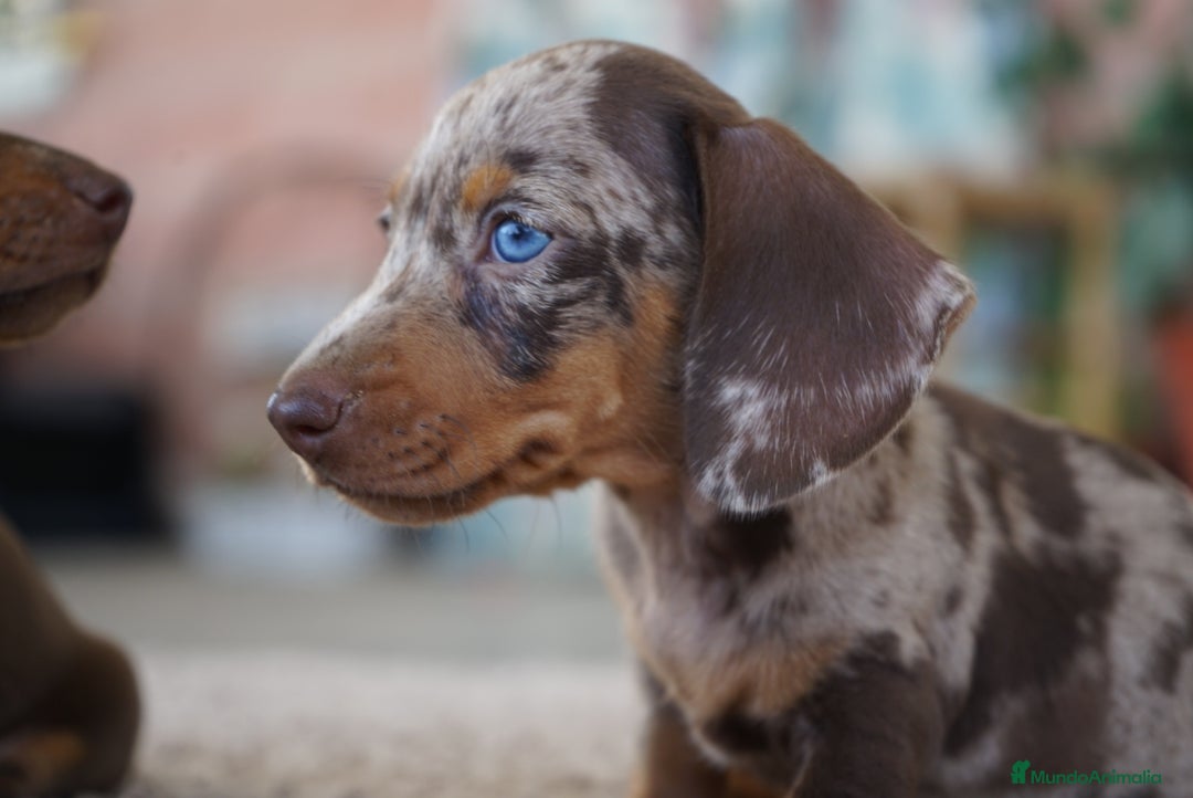 Teckel Miniatura perros en venta: 🐾 Frisco – Teckel miniatura merlé chocolate 🐾 - Imagen 2