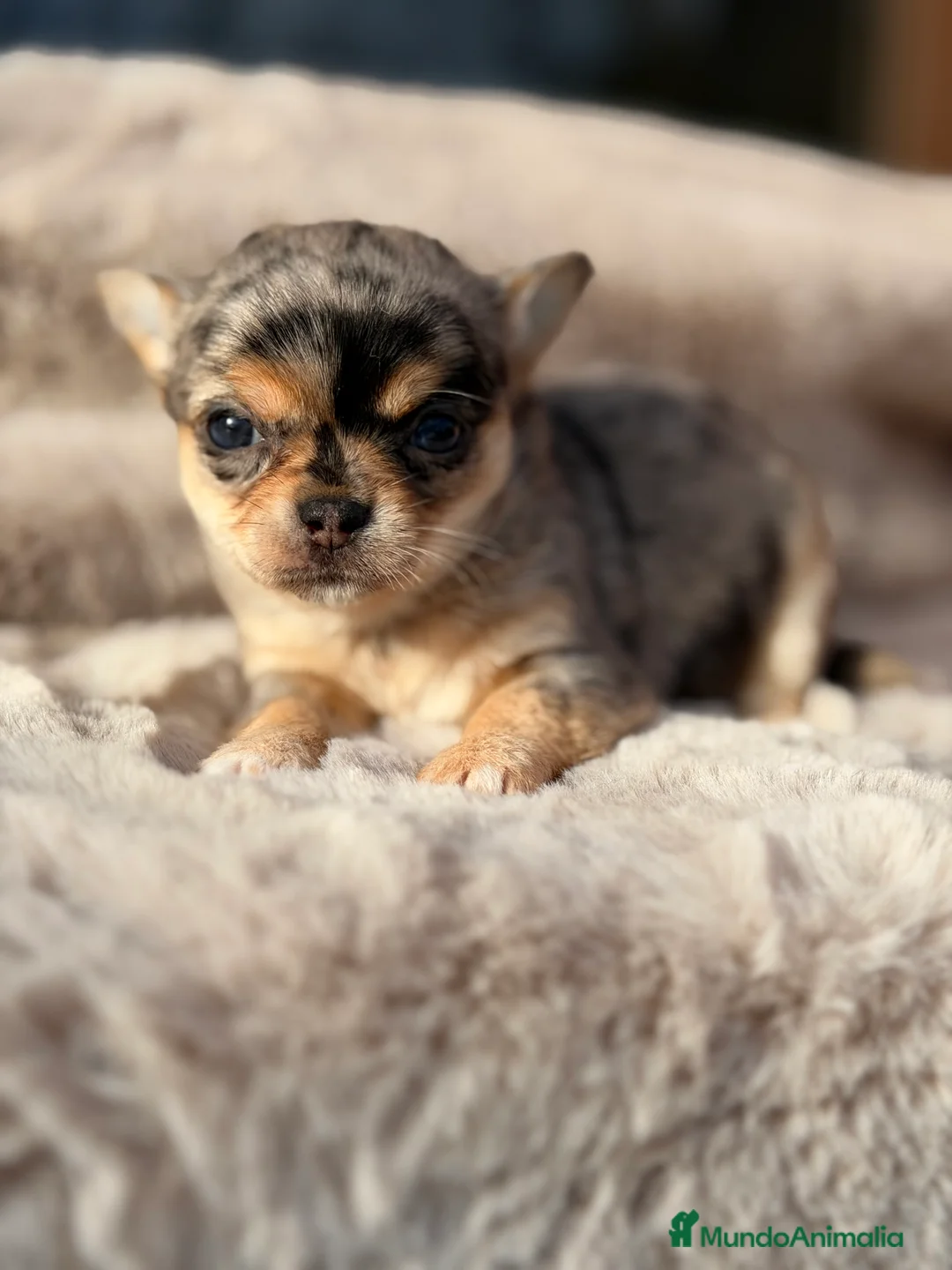 Chihuahua perros en venta: Chihuahua Merle  - Anuncio 5