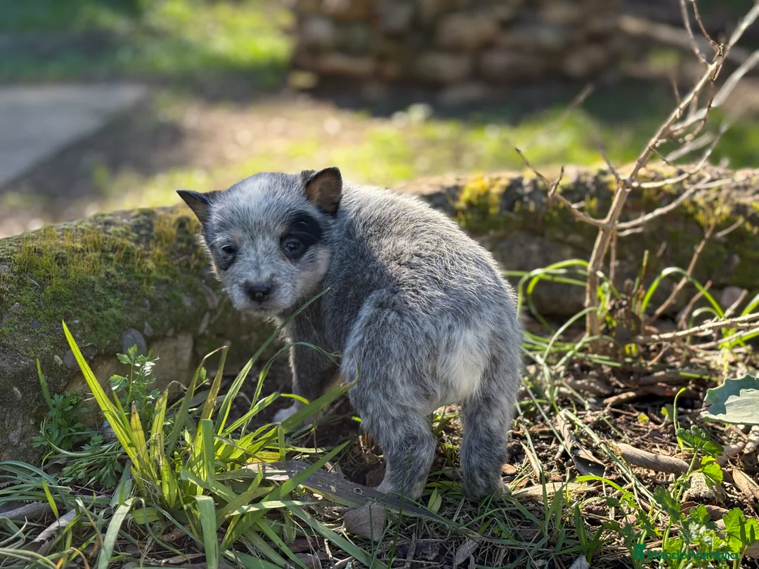 Boyero de Australia perros en venta: 🐾🐾🐾  Australian Cattle Dog 🐾🐾🐾 - Anuncio 3