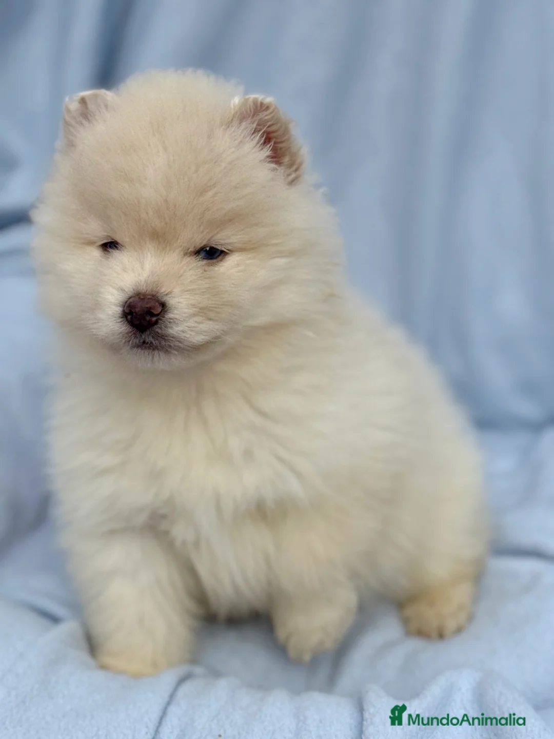 Pomsky perros en venta: dos machos y ultima hembra Pomsky ojos azules  - Anuncio 9