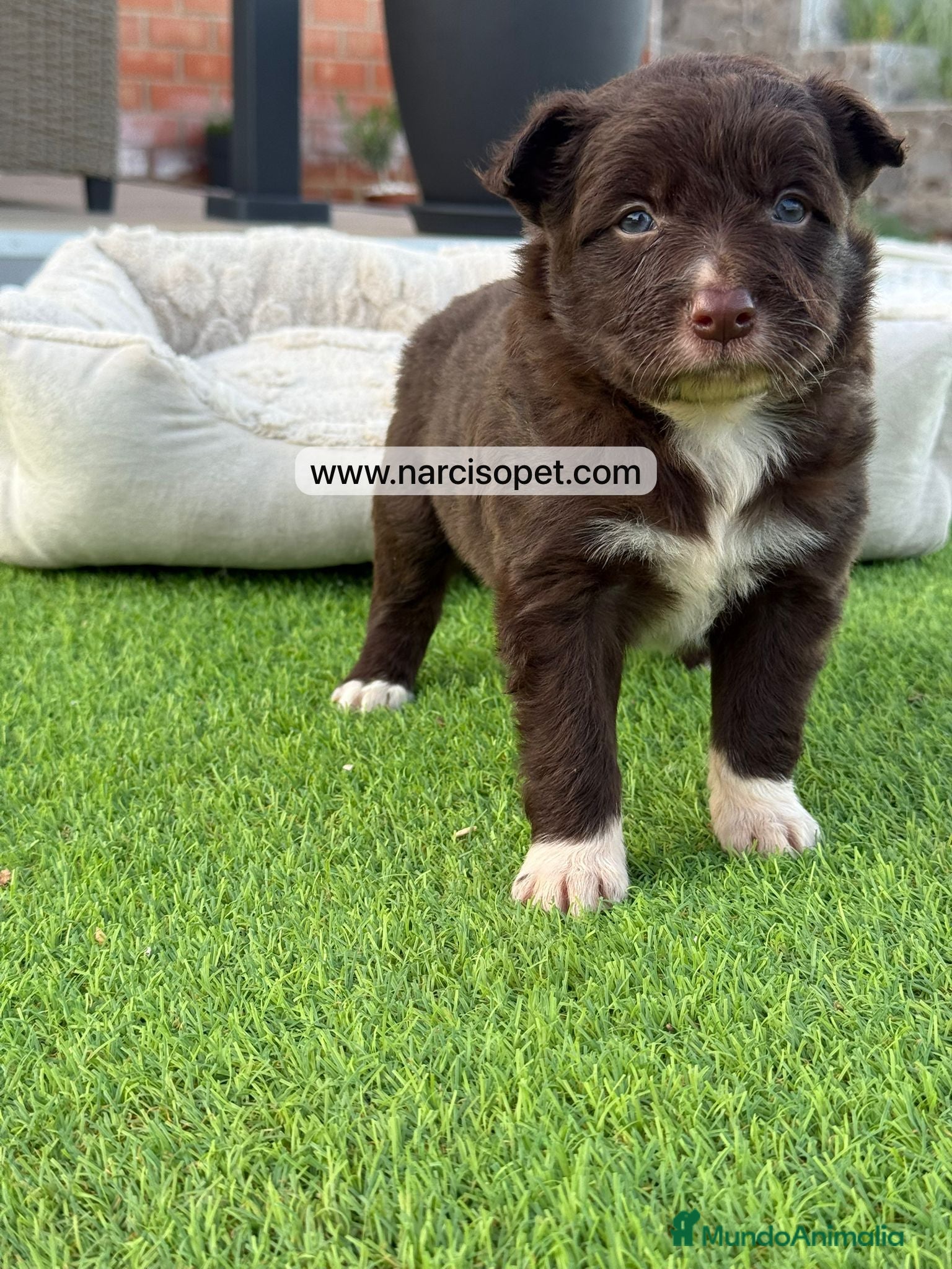 Border Collie perros en venta: BORDER COLLIE MACHO - Anuncio 4
