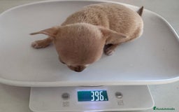 Chihuahua perros en venta: CHIHUAHUA HEMBRA - Imagen 5