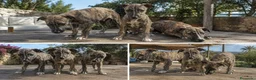 Whippet perros en venta: GALGO WHIPPET - SEVILLA - CALIDAD  - Anuncio 1