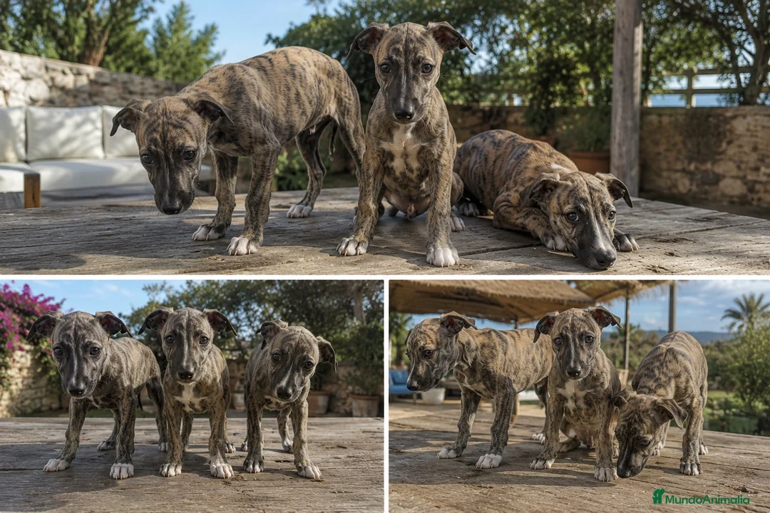 Whippet perros en venta: GALGO WHIPPET - SEVILLA - CALIDAD  - Anuncio 1
