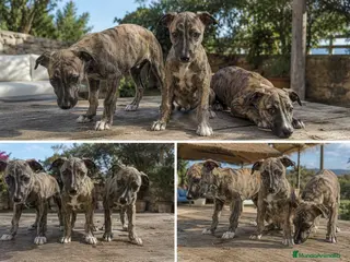 Whippet perros GALGO WHIPPET - SEVILLA - CALIDAD - Anuncio 1