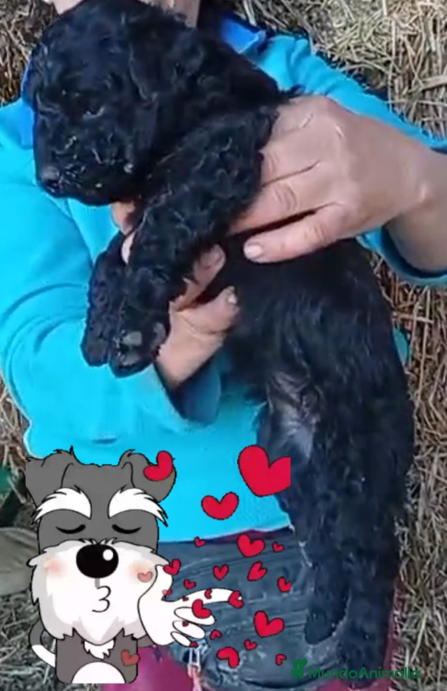 Perro de Agua Español perros Perros de agua  - Anuncio 2