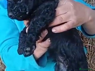 Perro de Agua Español perros Perros de agua - Anuncio 2