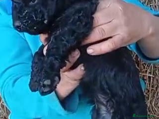 Perro de Agua Español perros Perros de agua - Anuncio 8