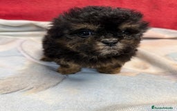 Shihpoo perros en venta: Monísimo ShihPoo Negro y fuego - Imagen 5