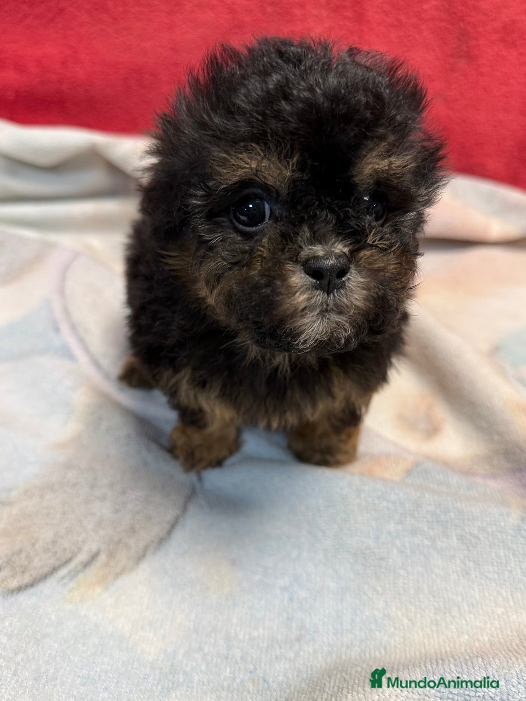 Shihpoo perros en venta: Monísimo ShihPoo Negro y fuego - Imagen 5