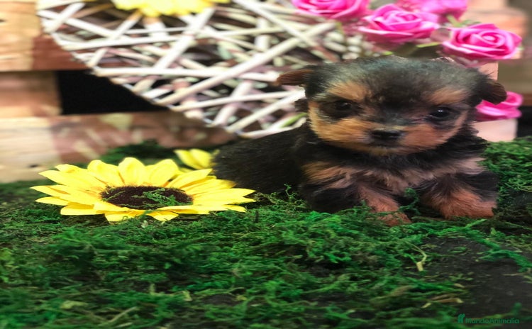 Yorkshire Terrier perros YORKSHIRE TOY ///// BEBÉS  - Anuncio 1